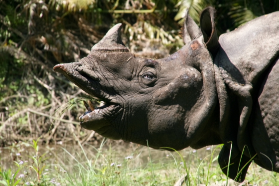 rhino encounter in bardia NP.JPG